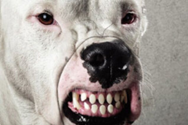 В Крыму собака бросается на людей