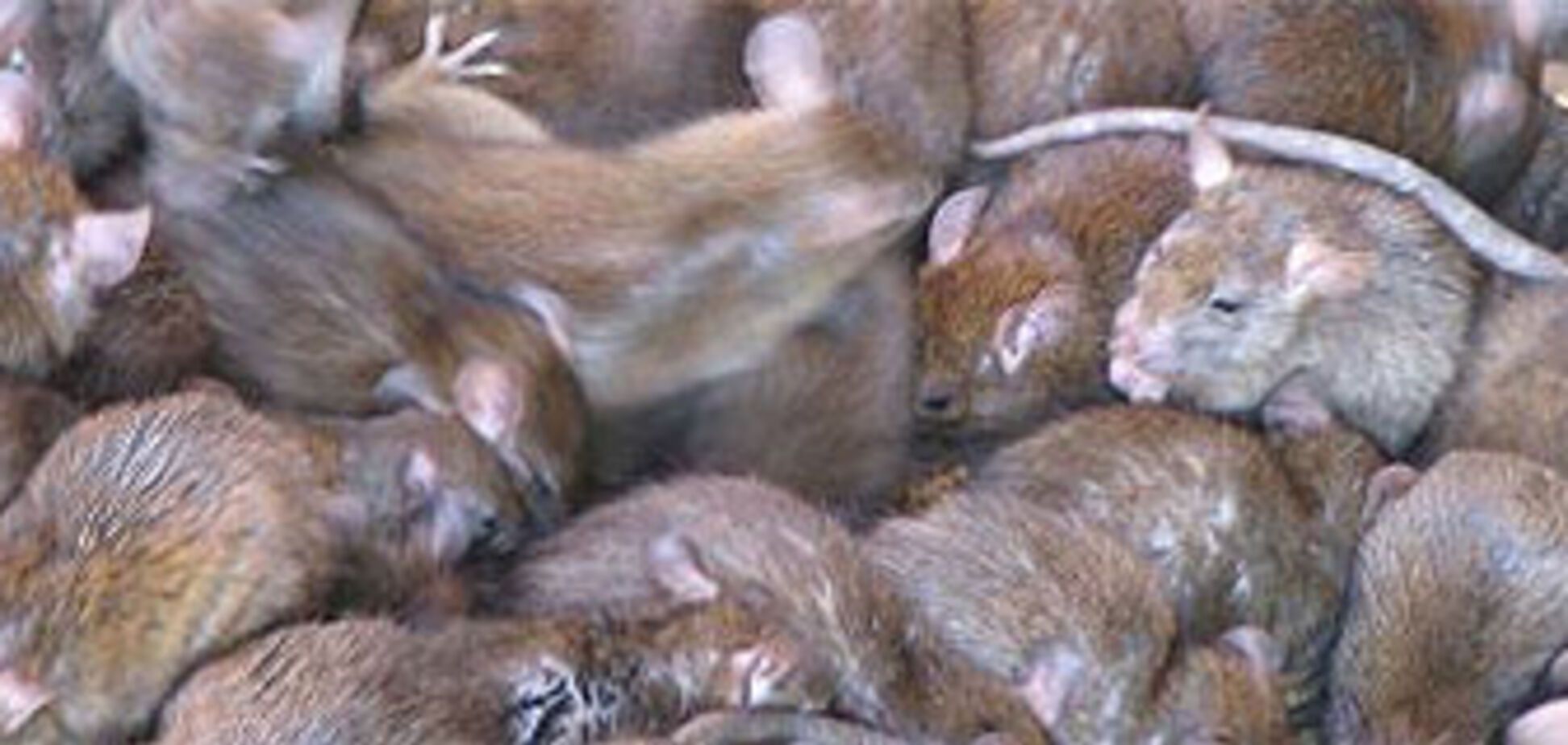 В Москве крысы обгрызли девушке лицо