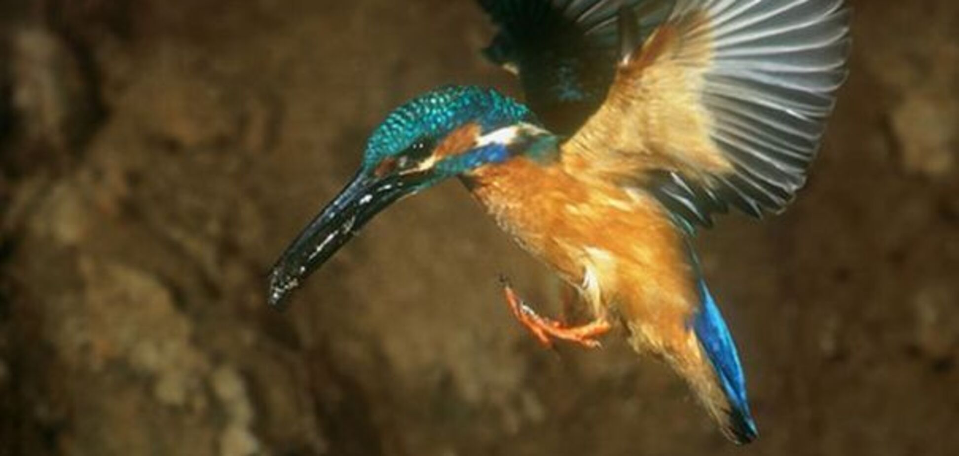 Красивый рыболов Kingsfighter. Порыбачить бы с таким...