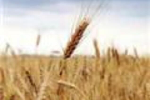 Увеличена квота на экспорт зерна