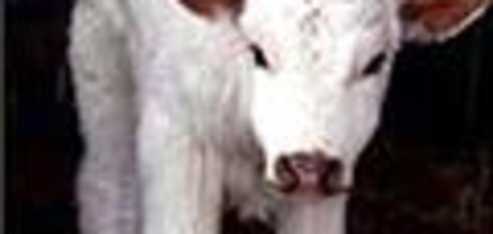 Житомирский скот косит бешенство