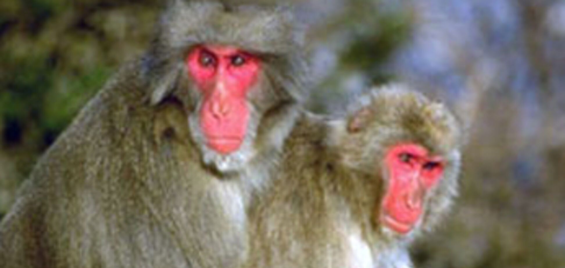 У мавп теж існує любов за гроші, з'ясували вчені