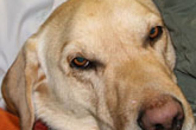 Пьяный лабрадор попал в больницу с 1,6 промилле
