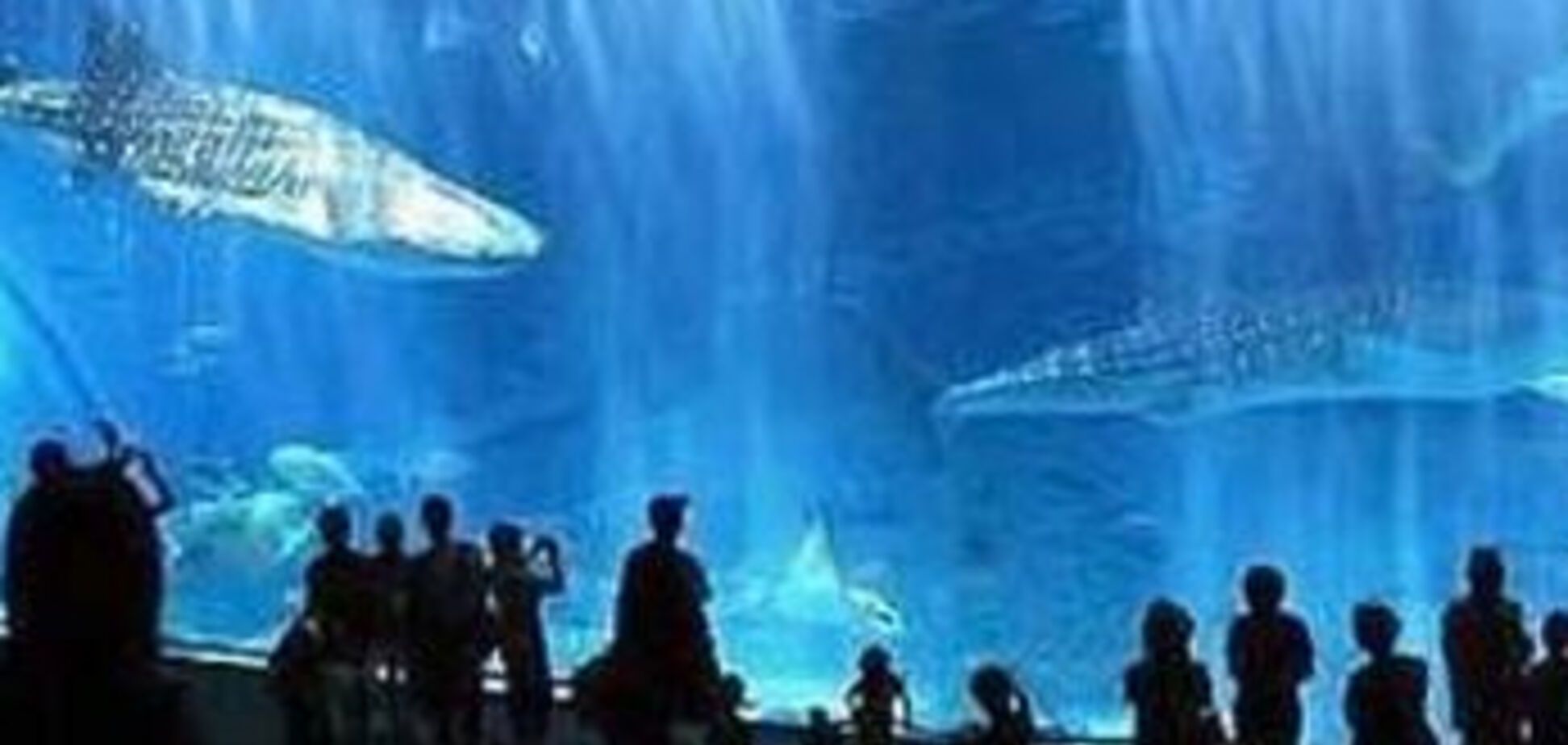 Гигантский аквариум в Окинаве. Динозавры в воде!