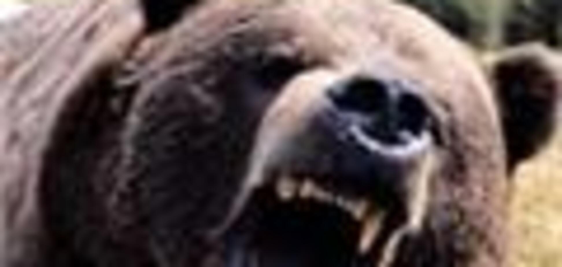 Десятки голодних ведмедів нападають на російські села