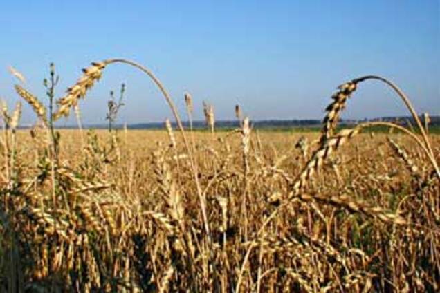 Держава збільшила закупівлі зерна через високий урожай