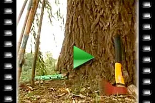 Парня, больного ДЦП, пытали за килограмм рыбы. ВИДЕО