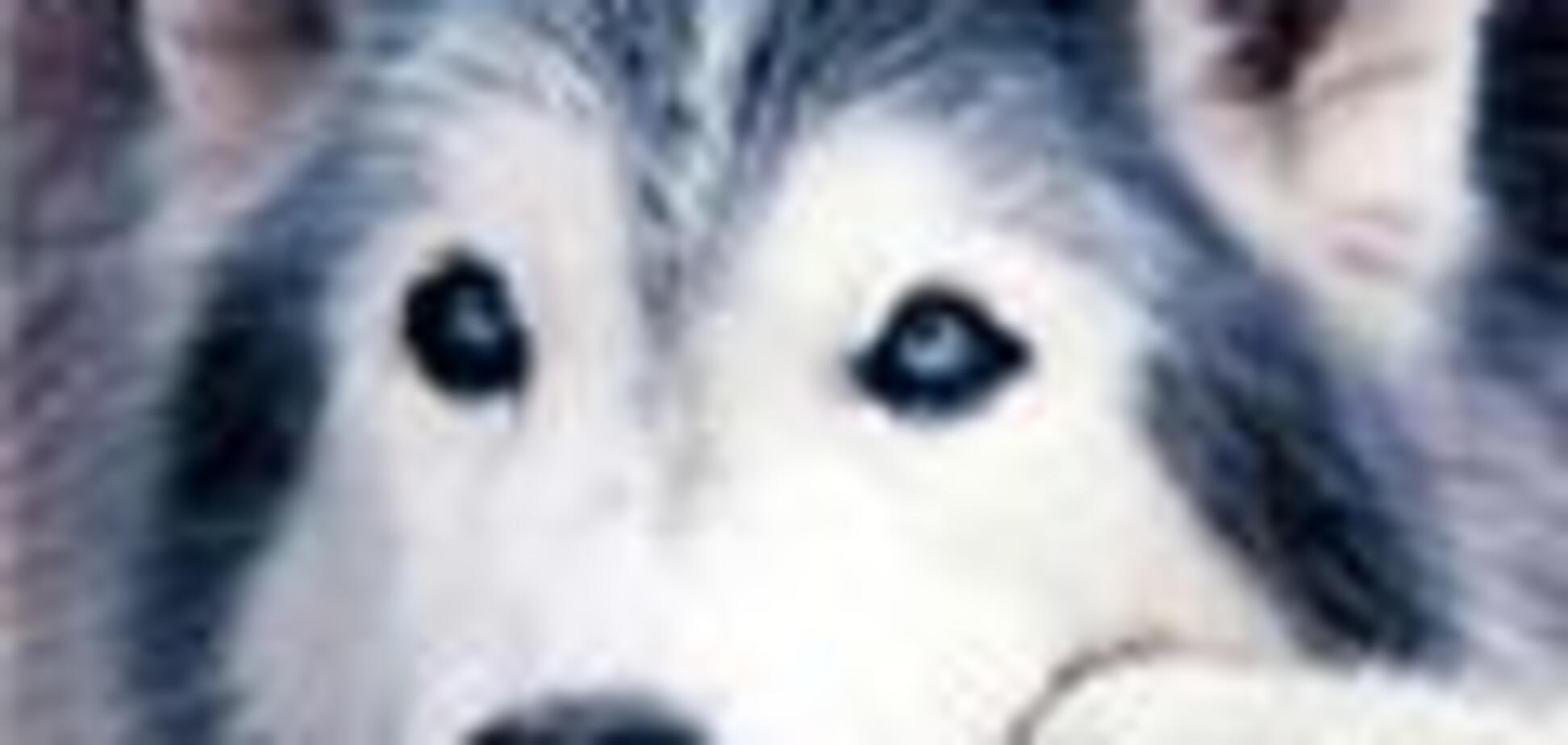 Собака месяц прождала хозяина в машине