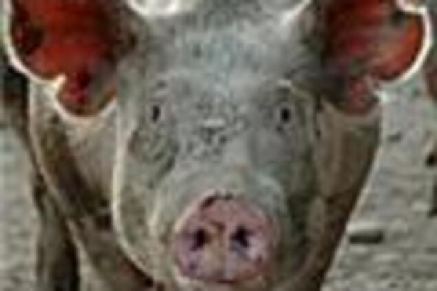 Гаишники ищут 'чумовую' свинью
