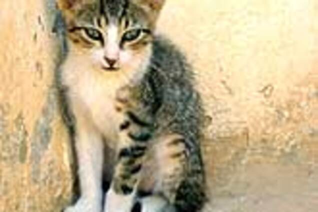 За звіряче вбивство кошеняти посадили жителя Башкирії