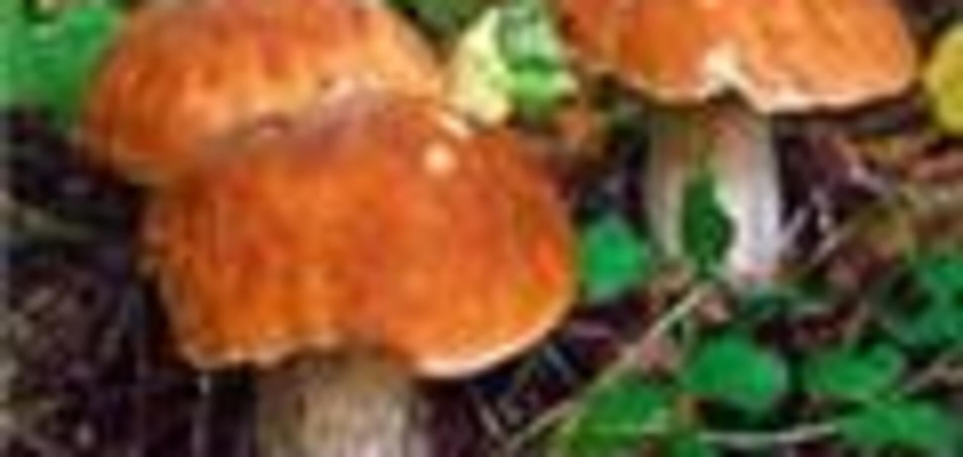 У Голландії заборонили галюциногенні гриби