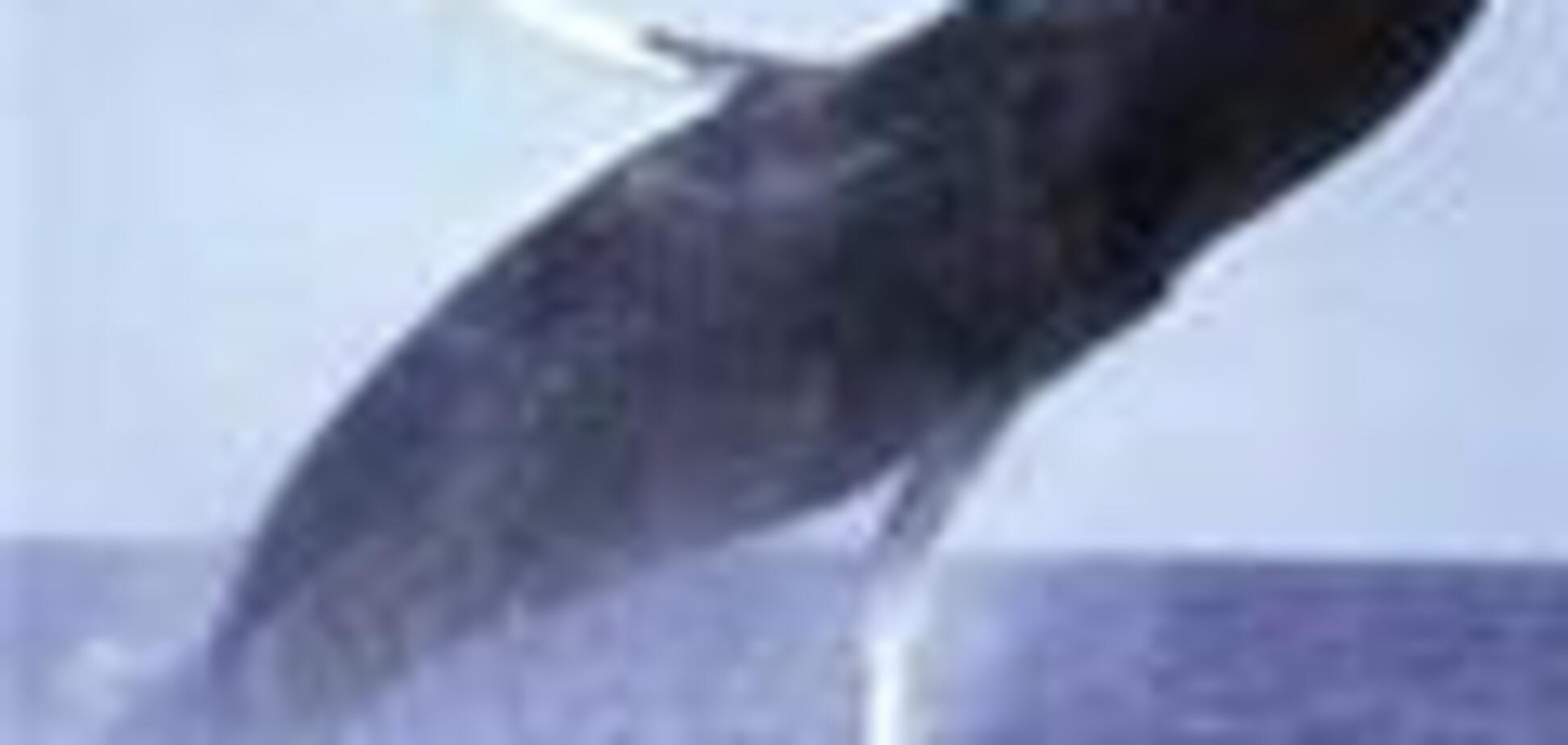 На побережье Австралии выбросились 150 китов