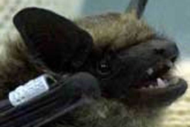 Гарант просить Раду про охорону кажанів