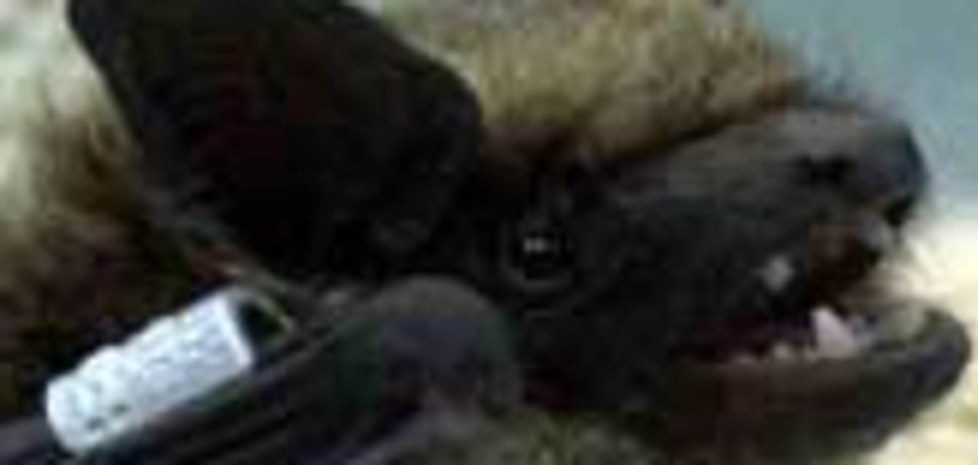 Гарант просить Раду про охорону кажанів