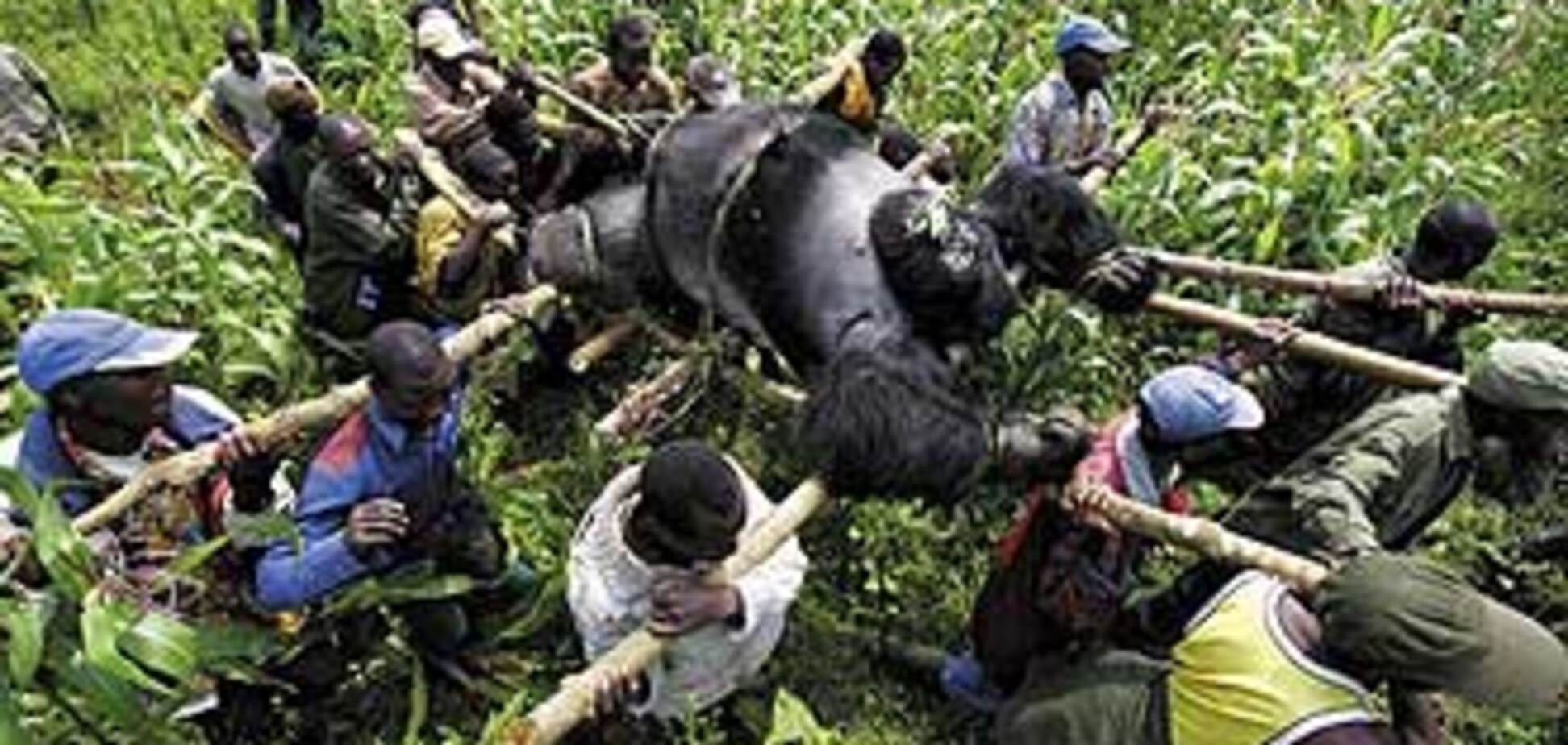 World Press Photo. Лучшие фотографии 2008 года