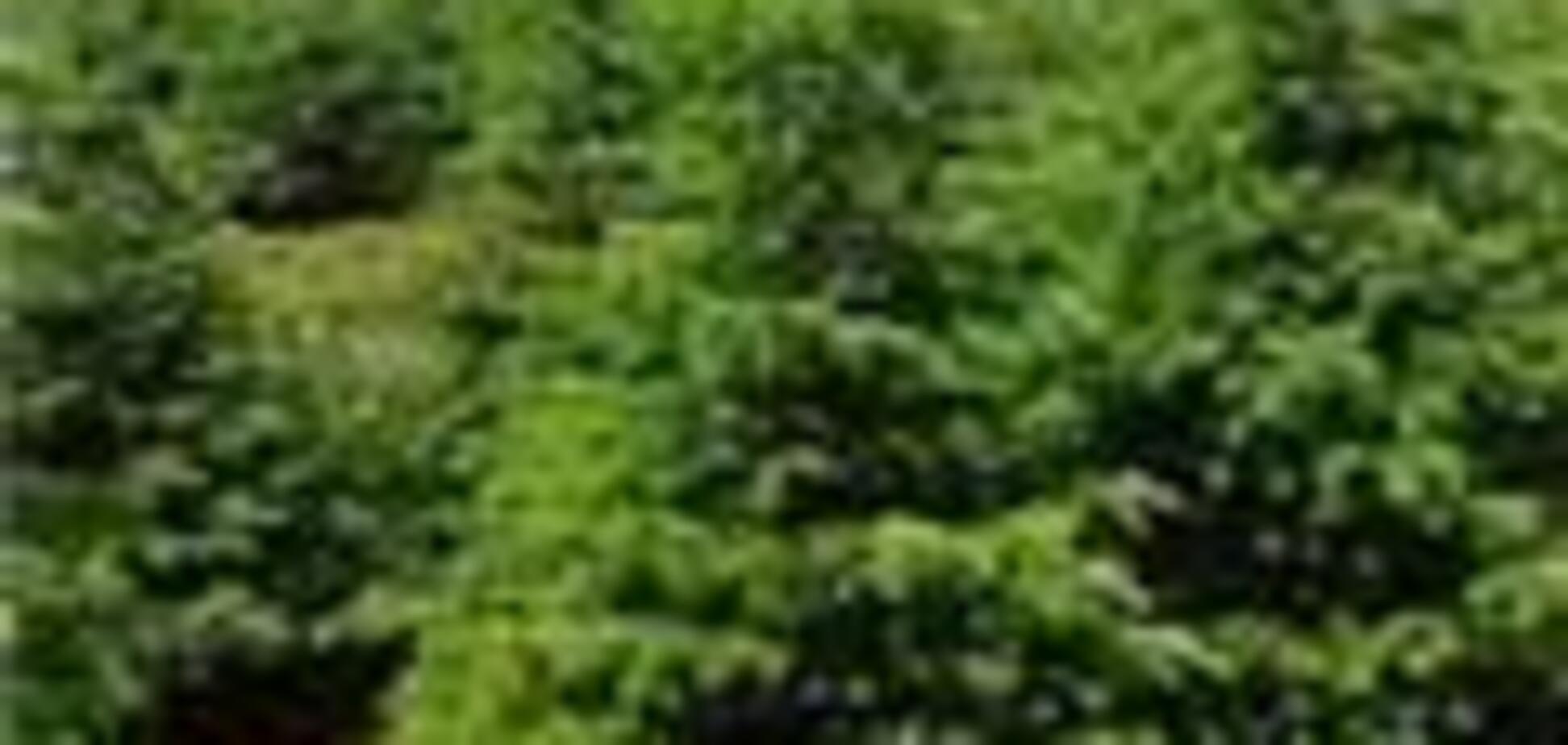 Українці вже незаконно зрубали понад 10 тисяч ялинок