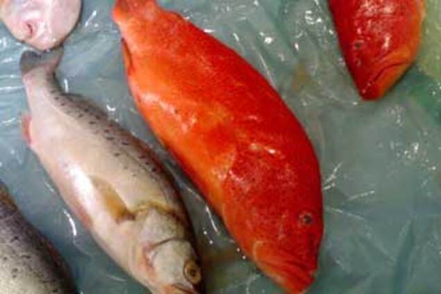 Замість форелі українцям продають фарбовану оселедець