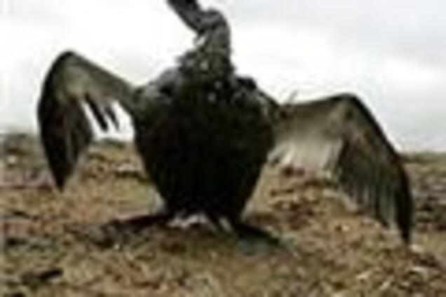 Море в Керчі в 20 разів брудніше норми 