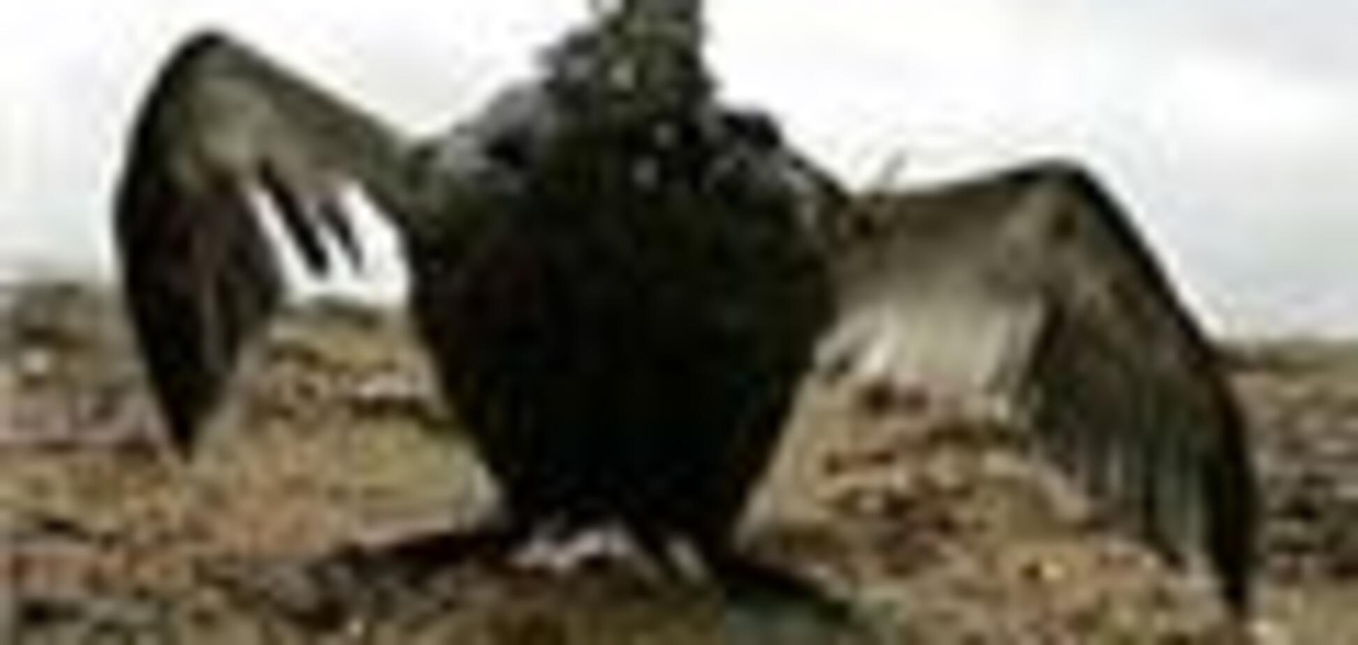 Море в Керчі в 20 разів брудніше норми