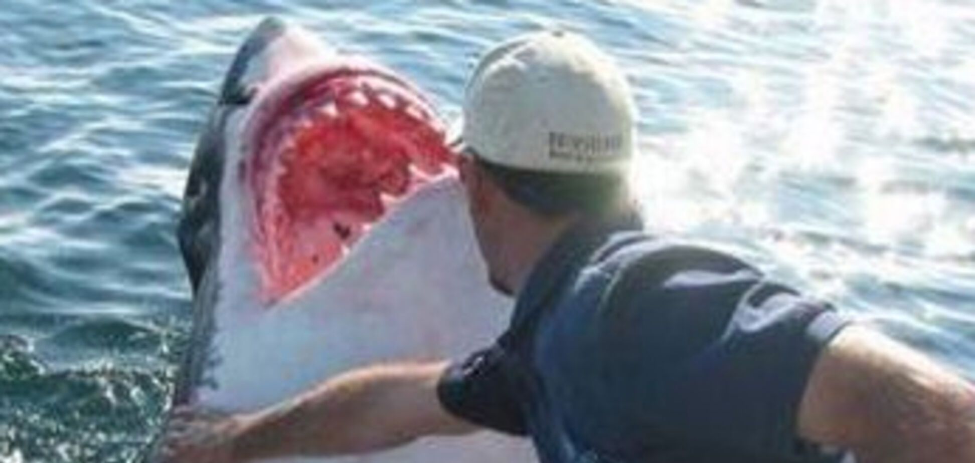 Акулья любовь - странная штука