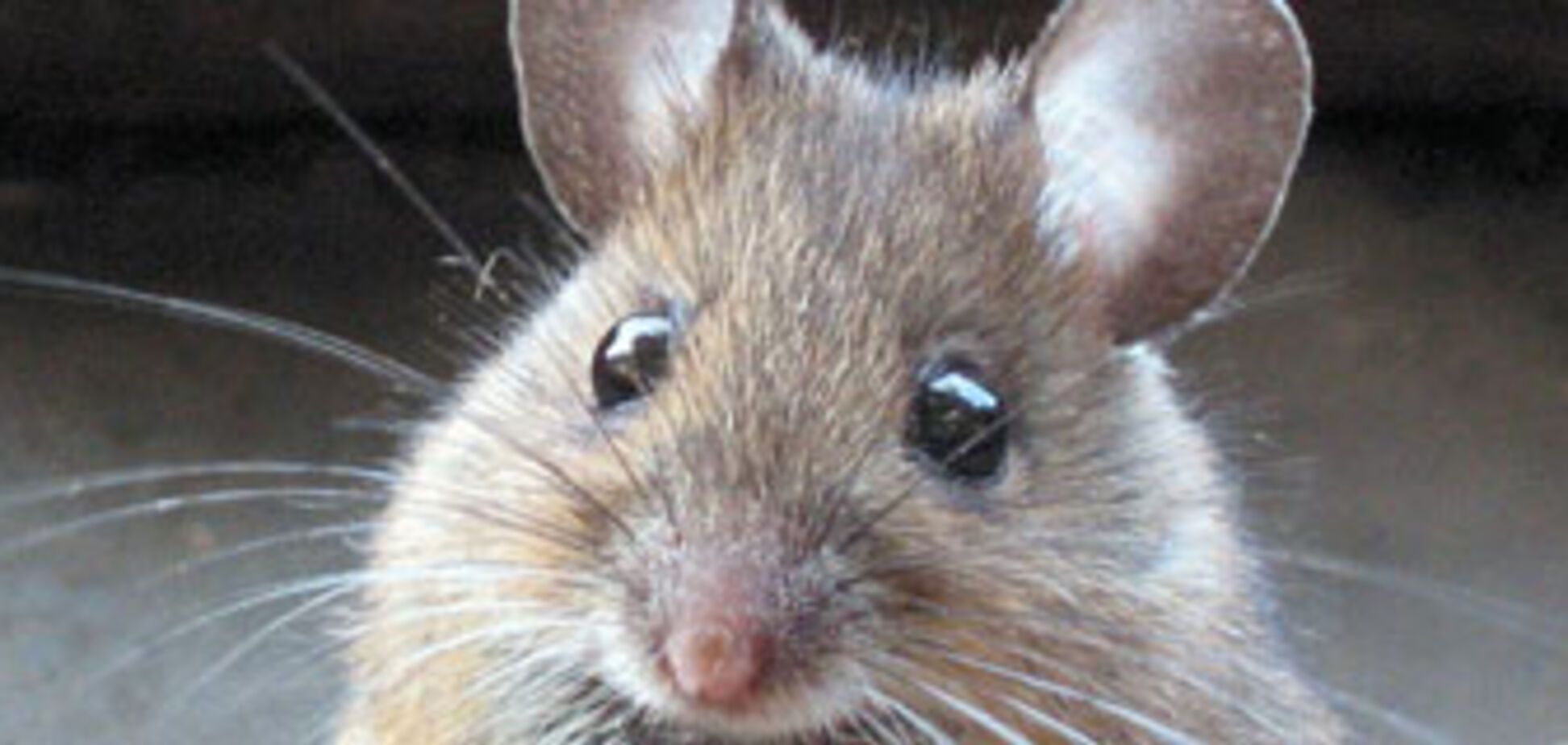 Китайский самолет посадила мышь