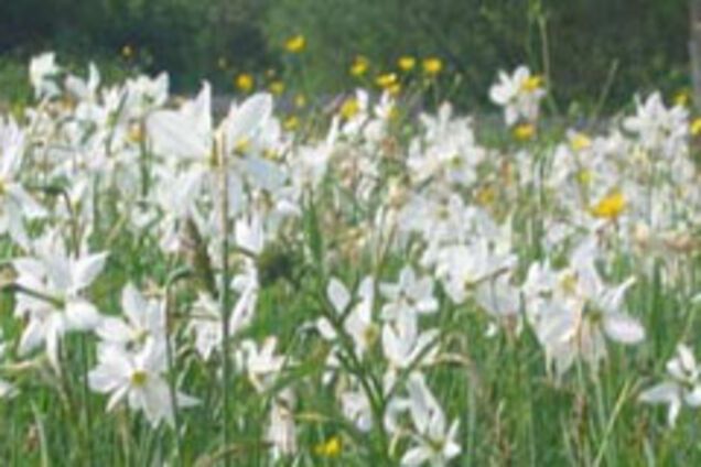 Томенко спасает красоту Украины