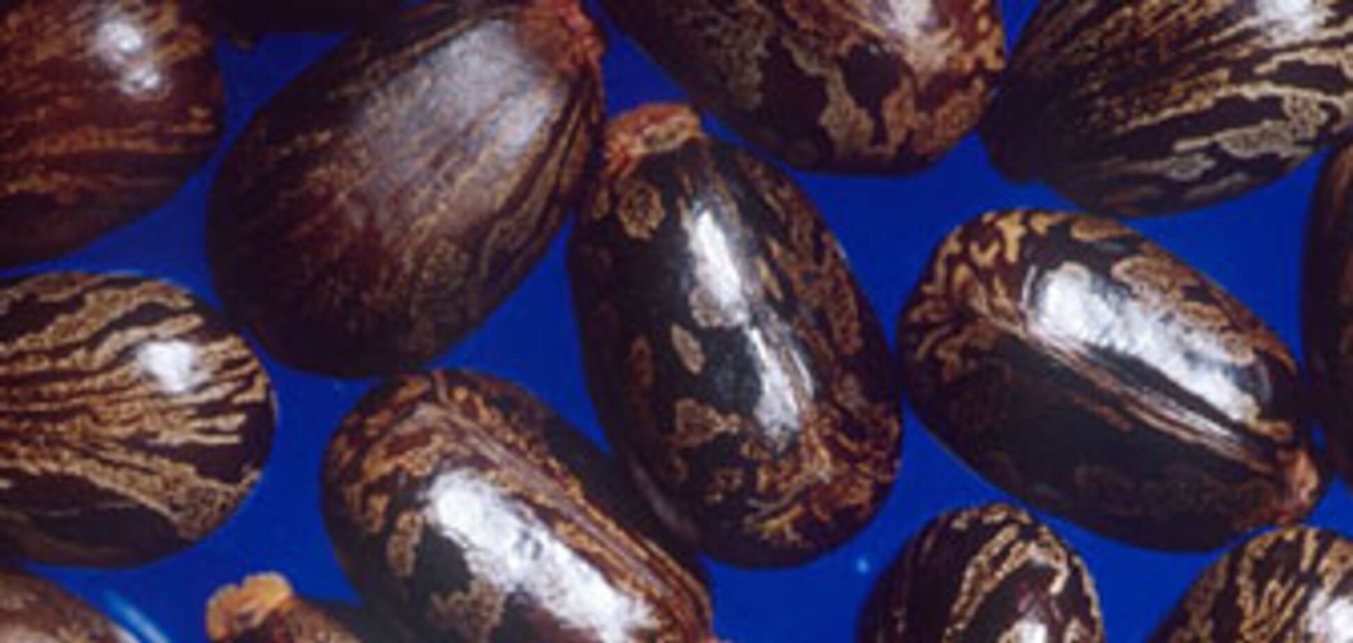 В США начали рассылать конверты с ядом