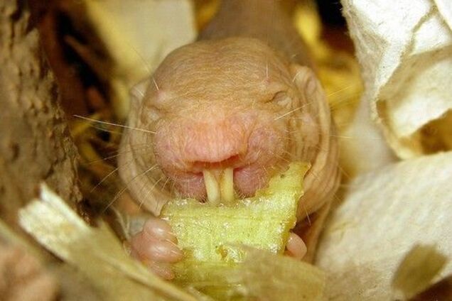 Голый землекоп - маленький зубастенький уродец