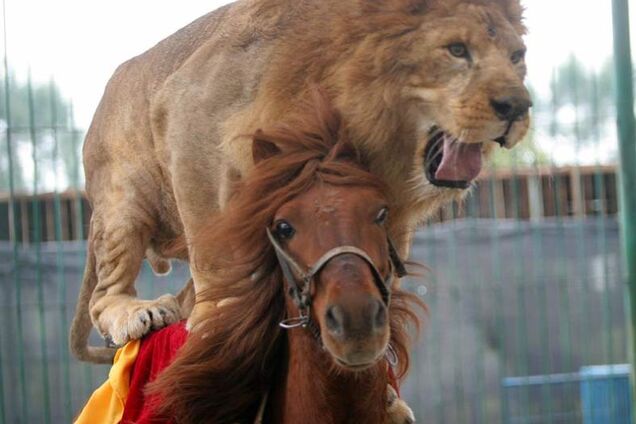 Фотографии дня. Лошадь, которая катает львов и тигров