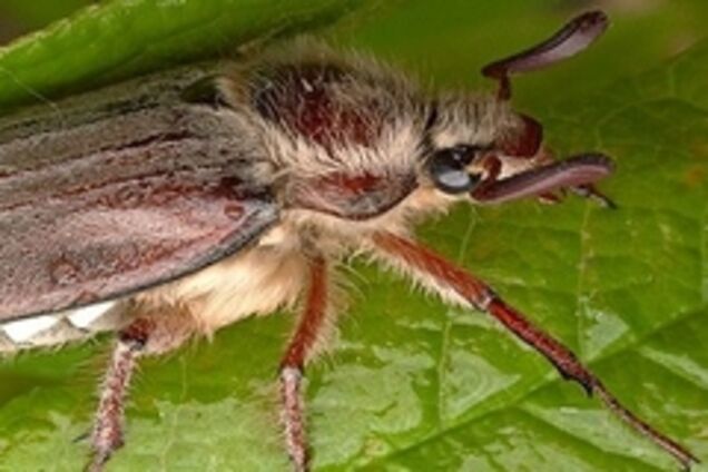 Урбаністи встановлять перший пам'ятник Хрущов