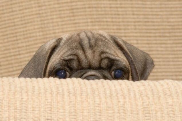 Мопс - очень грустная собачка...