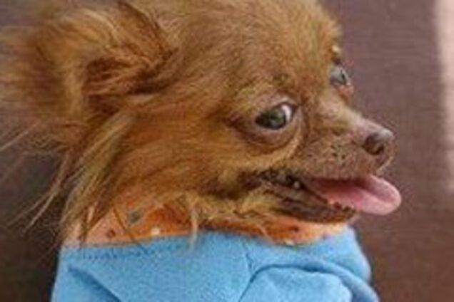 Модельер отдаст последнюю рубашку за пса