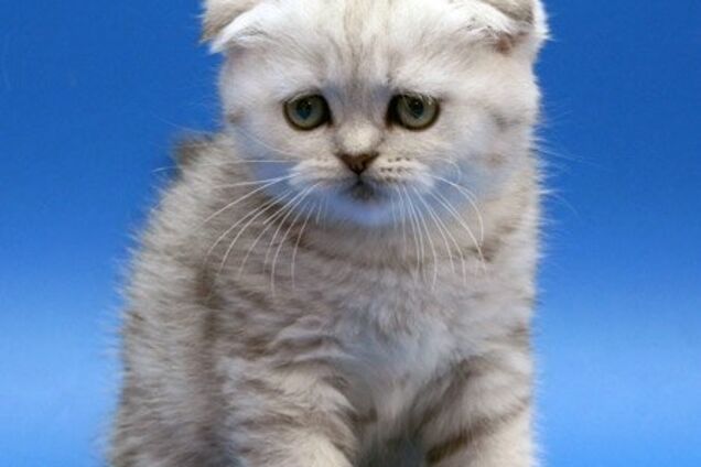 Кицьки бувають різні. Наприклад - шотландські висловухі