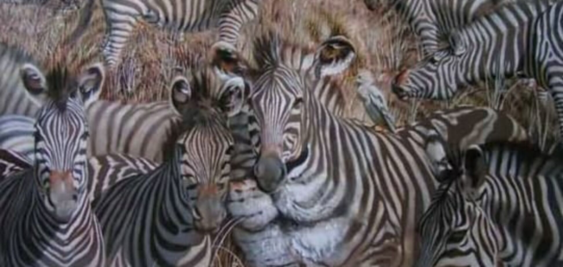 Иллюзии. Видите льва? А его нет, на фотографии только зебры