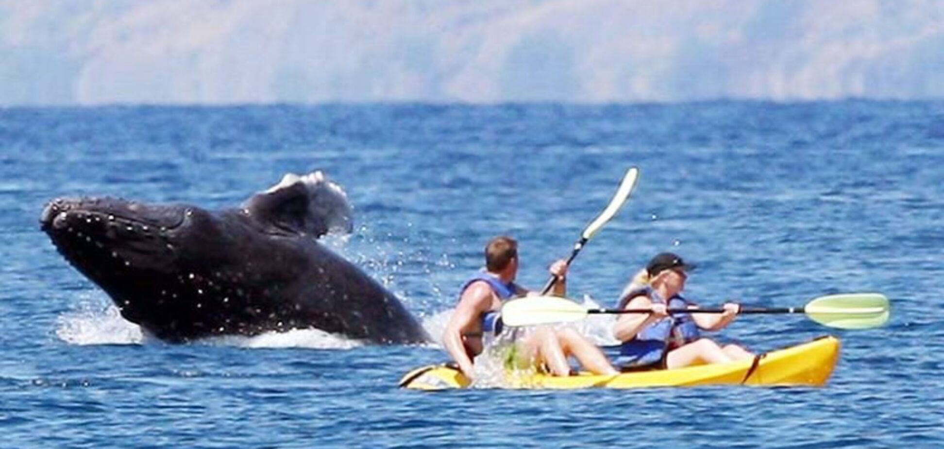 Гребібля. Напад кита на людей під час відпочинку на Гаваях