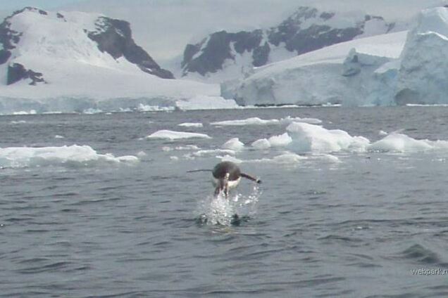 Смерть Лінуксоїди. Як відбувається полювання на пінгвінів