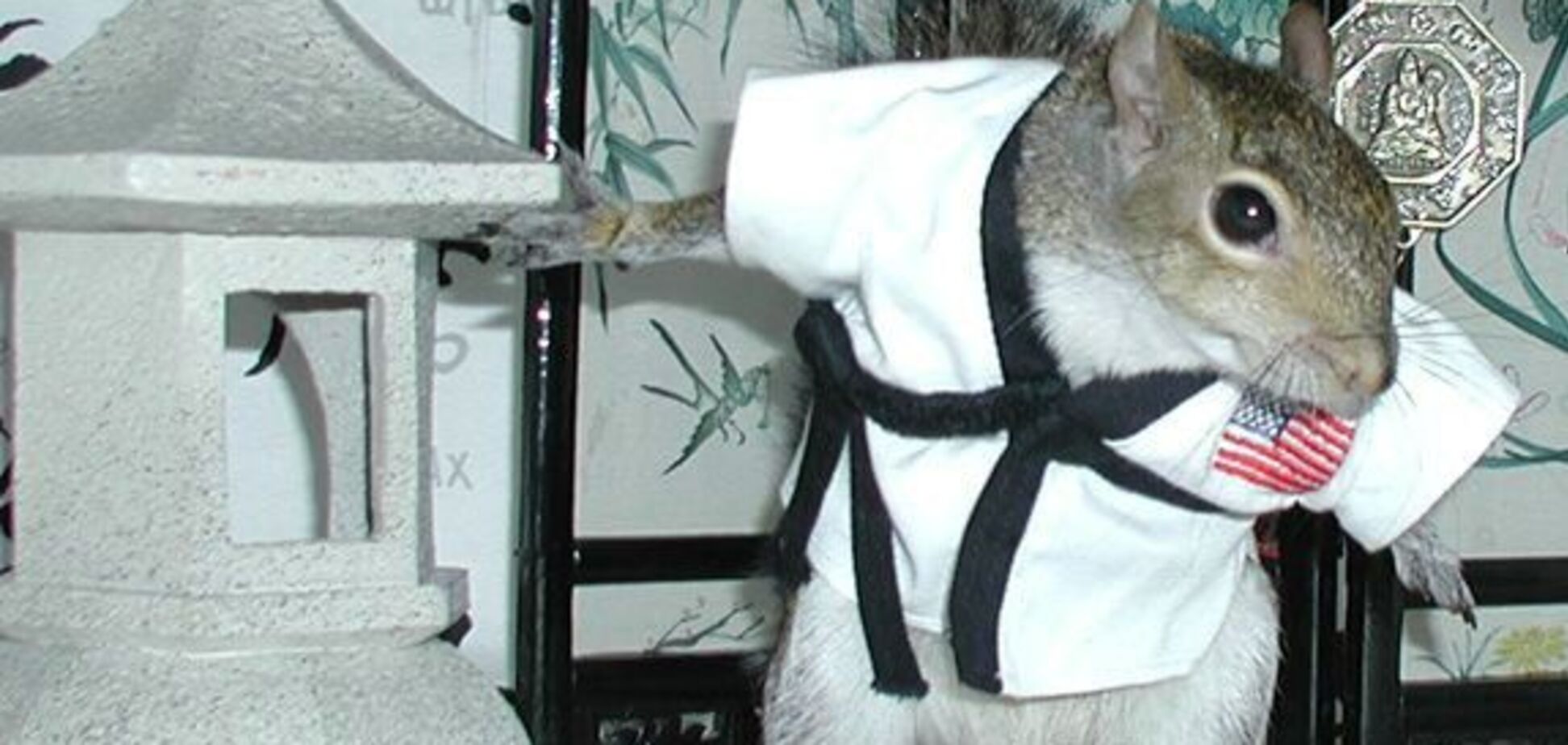 Знакомьтесь – это Sugar Bush, самая известная в мире белка