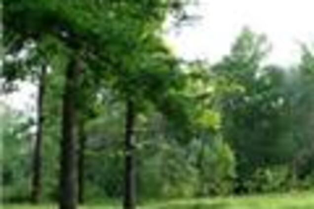 Тимошенко відтягнула смерть української природи