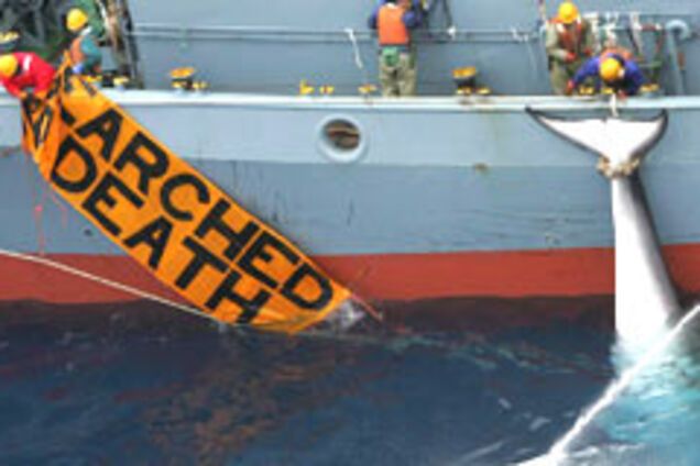 Экологи отбили у Японии 300 китов