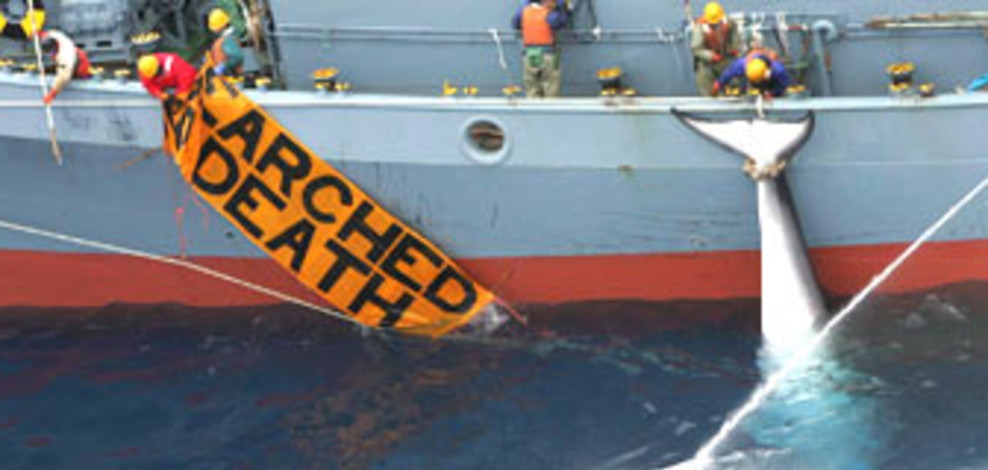 Екологи відбили у Японії 300 китів