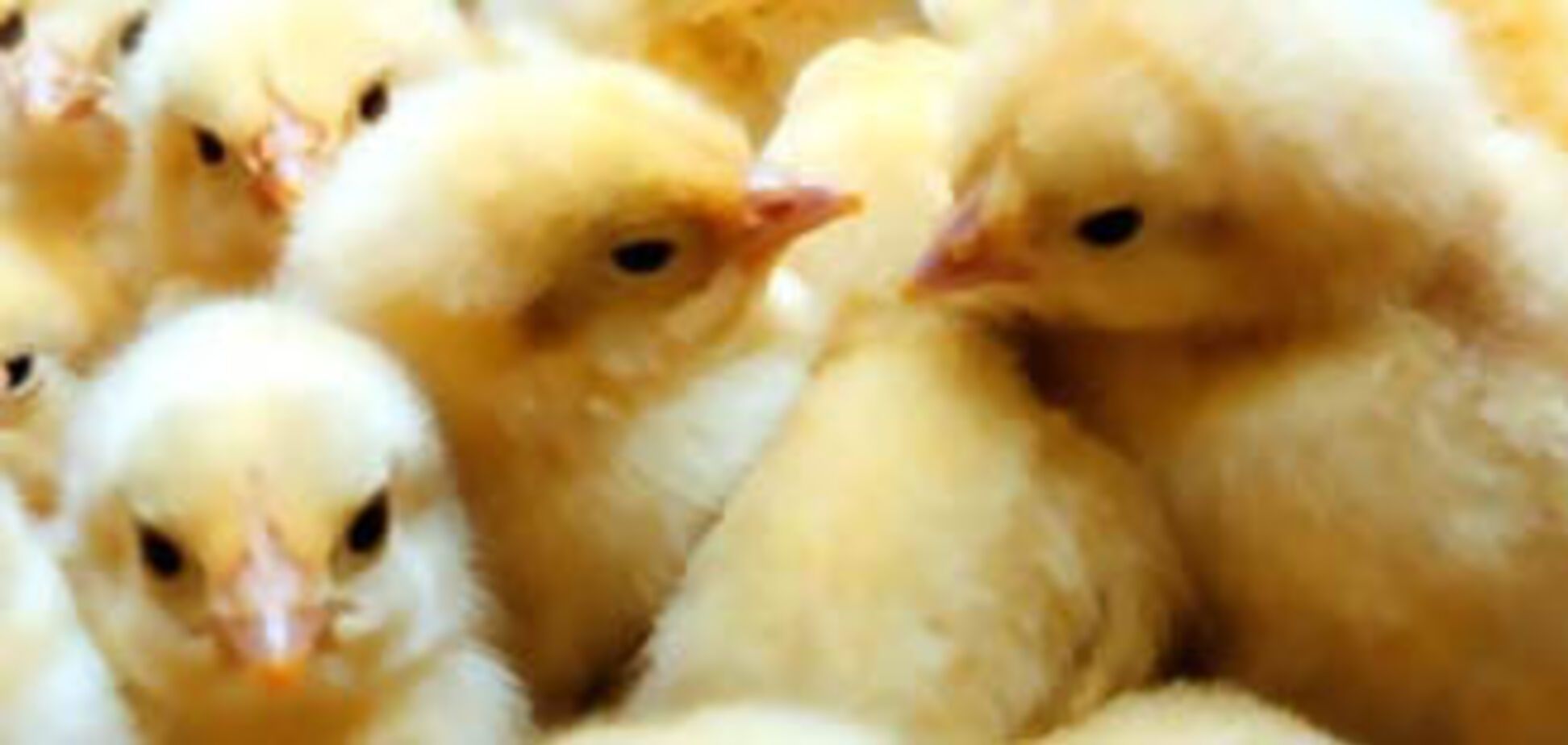 В Украине массовый мор цыплят