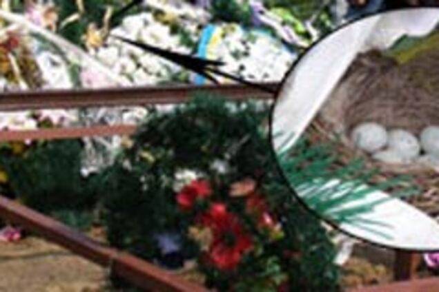 На могилі загиблого миротворця пташка звила гніздо