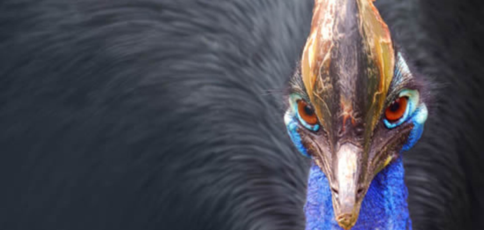 Самая опасная птица планеты.Встретите - бегите без оглядки