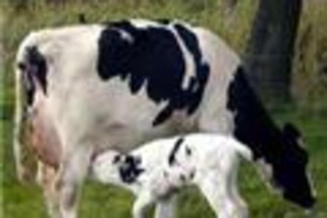 Два испанца стали жертвами 'коровьего бешенства'