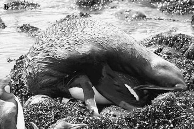 Ученые сняли 45-минутную оргию морского котика и пингвина