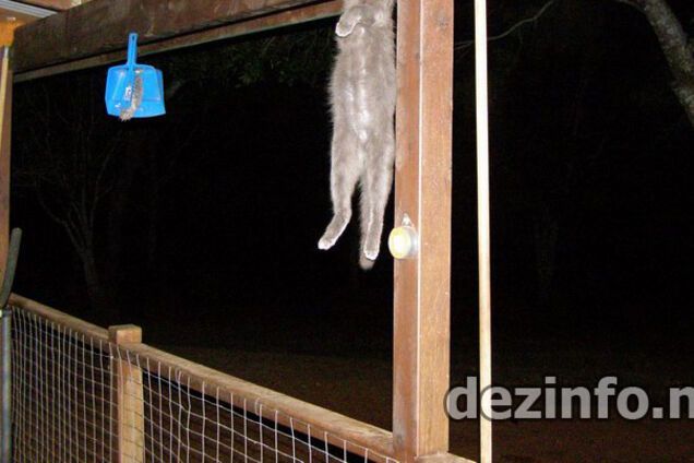 Жесть. Куди подівся Барсик?