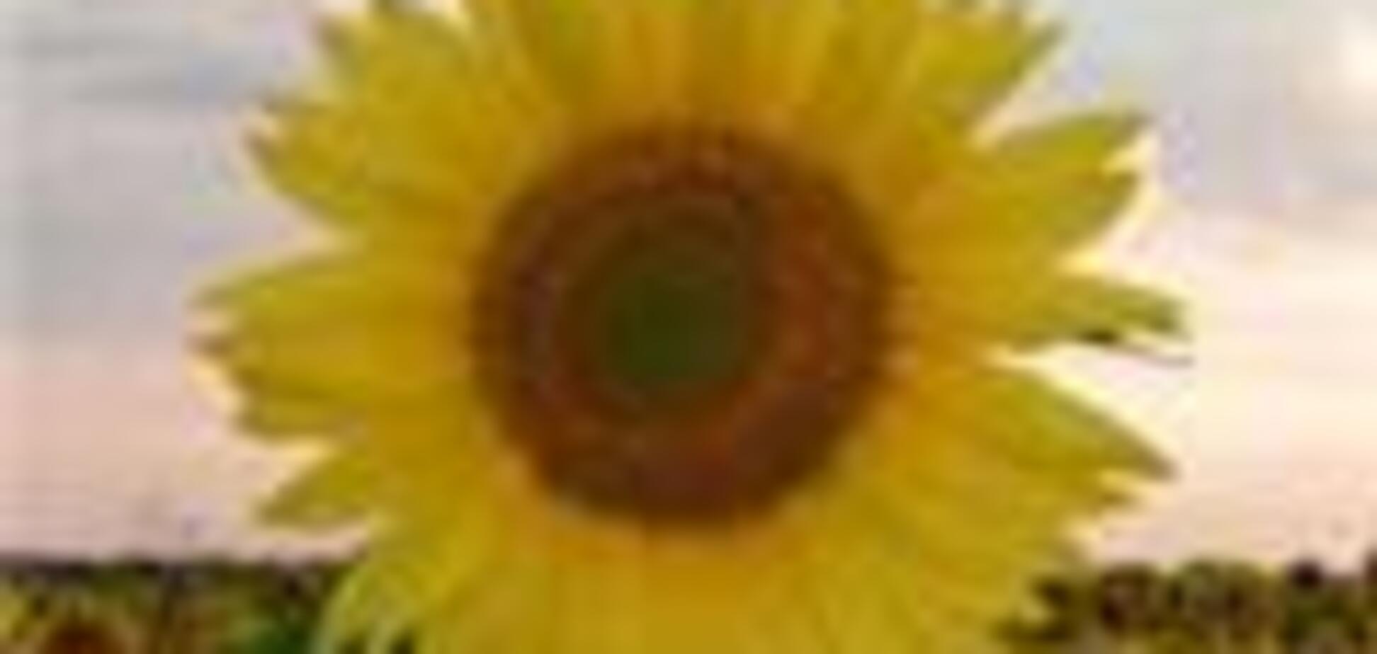 Украине весь год будет не хватать подсолнечного масла