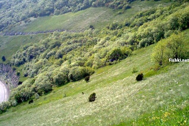 Незвичайна знахідка в кущах на лузі ...