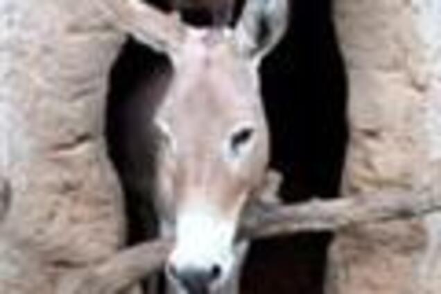 Мексиканская полиция отпустила из вытрезвителя… осла