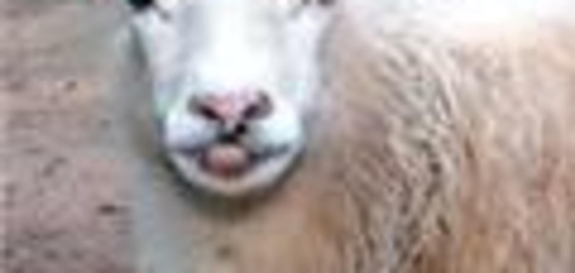 Украина отказалась от португальских овец